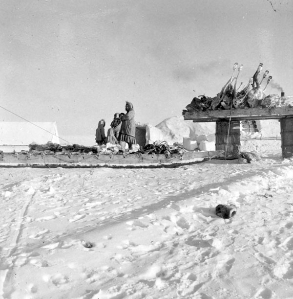 Read Island Inuit with caribou caught as far away as Coppermine. Caribou seen strapped to a komatik