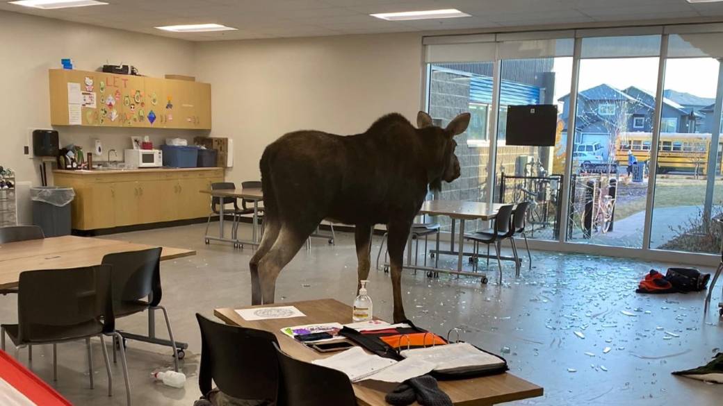 A moose stands in a school classroom after breaking the glass window to get it in Saskatoon Saskatchewan